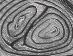 Edward Weston